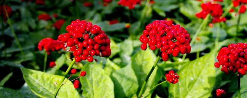 人参花和人参有什么不同,它们的价格是多少