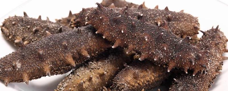 辽参和海参的区别，如何鉴别辽参（海参 辽参 区别）