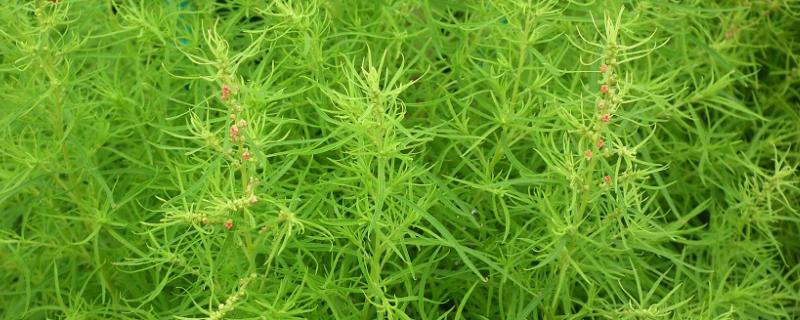 扫帚菜种植技术，一般为播种繁殖（扫帚苗的种植时间和方法）