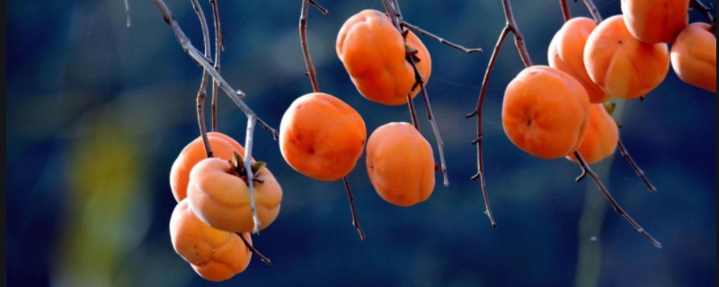 柿子的成熟季节，未成熟的柿子怎么催熟