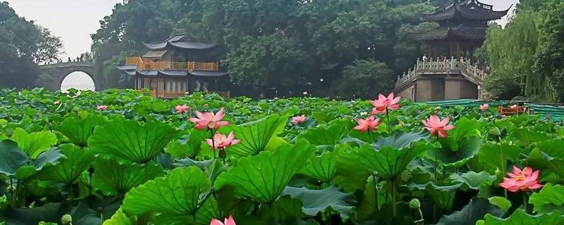 杭州荷花什么时候开，杭州西湖哪里的荷花最美