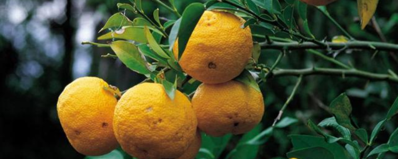 香橼能不能生吃，有什么功效和作用 香橼可以食用吗