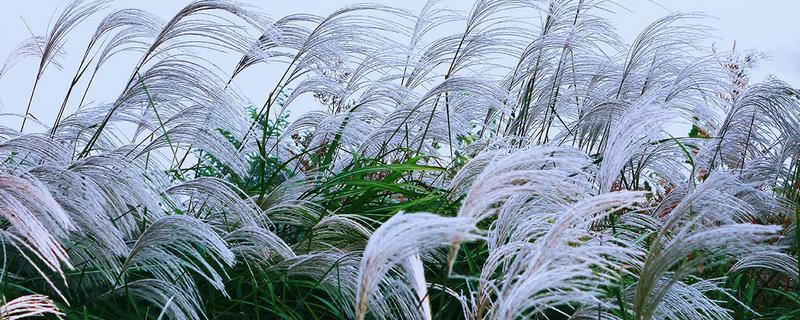 芦苇的开花时间，有哪些价值 芦苇的开花期在什么时候