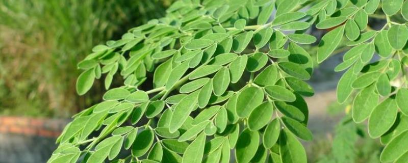 辣木树种植技术，施肥注意事项（辣木树最低温度能生长）