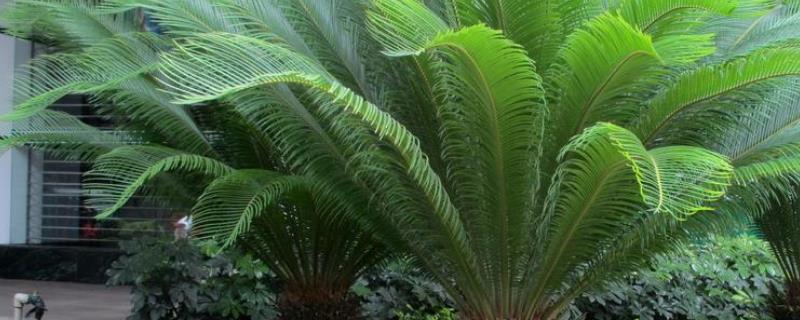 铁树种子怎么种（铁树种子怎么种视频）