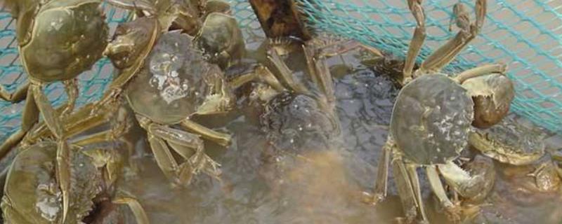 河蟹脱壳时间表，附注意事项 河蟹脱壳时间与节气