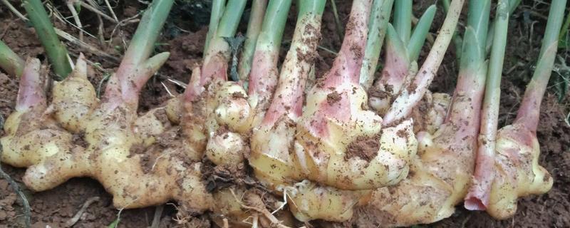 姜的主要品种有哪些，附姜的生长习性