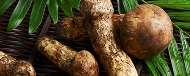 松茸能生食吗，附松茸简介（生的松茸可以吃吗）