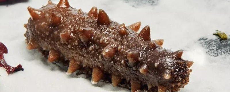 海参能不能生吃，该怎么吃 海参能不能吃生的