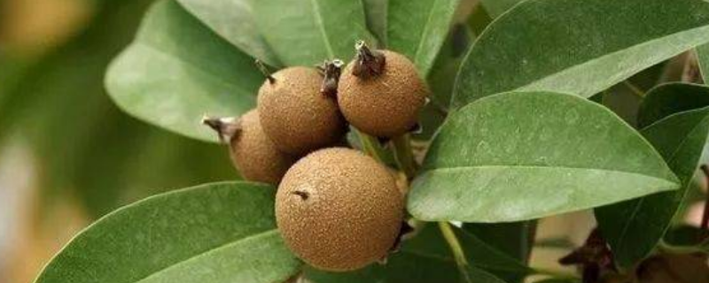 人心果结果需要几年，附栽培技术（人心果种植技术与管理?）