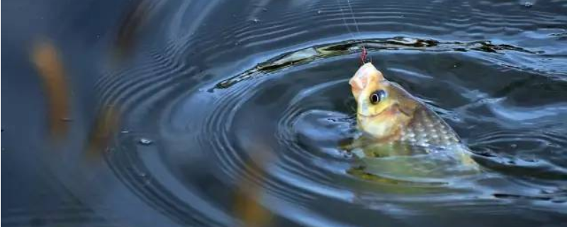 黑漂是什么意思 钓鱼的黑漂是什么意思?