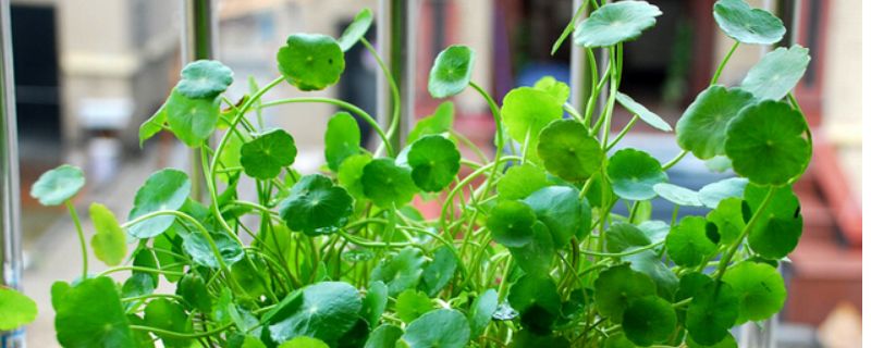铜钱草种子怎么种(铜钱草种子怎么种植方法视频)