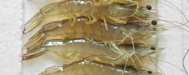 虾能不能生吃，虾不能和什么一起吃（虾能和什么不能一起吃吗）