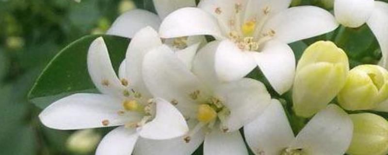 夜来香种子怎么种（夜来香的种子可以做什么）