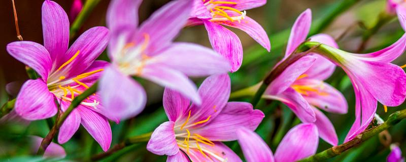 风雨兰的花期，附其种植方法 风雨兰的栽种方法