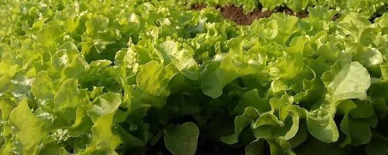 生菜有哪些品种，主要有哪些营养价值