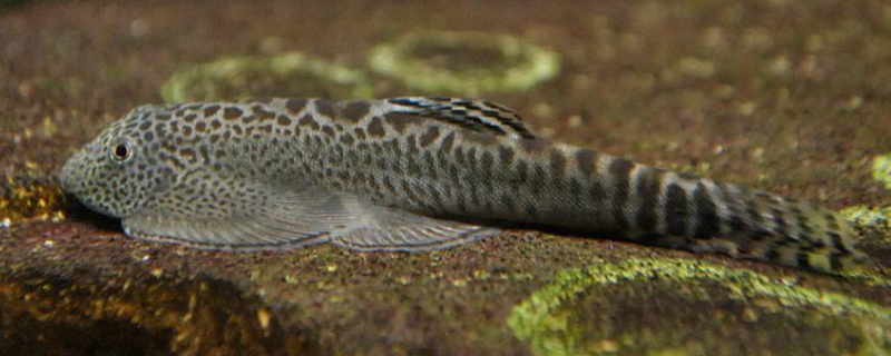 吸鳅的食物是什么，该怎么养 吸鳅的饲养