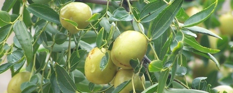 枣的成熟季节，枣有哪些品种（枣是什么品种）