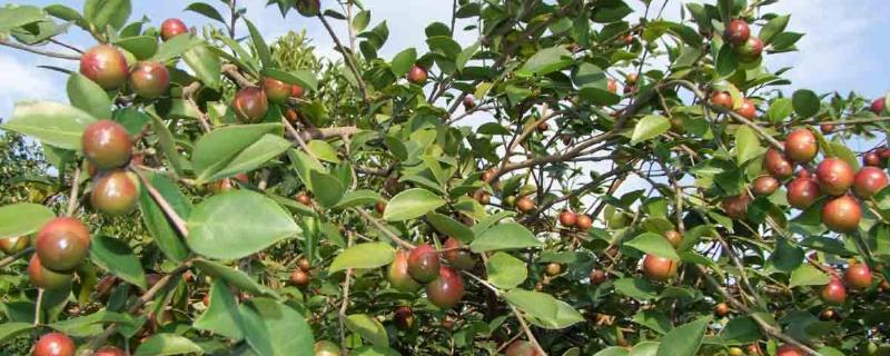 油茶树嫁接茶花技术，宜在6-7月嫁接 大型油茶树嫁接茶花