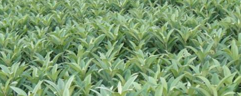 枇杷苗价格多少钱一株 枇杷树苗多少钱