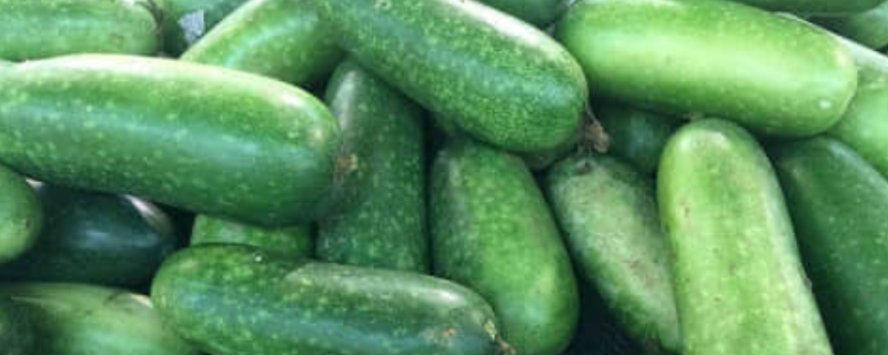 节瓜种植方法介绍，应适时采收（节瓜的种植技术及管理）