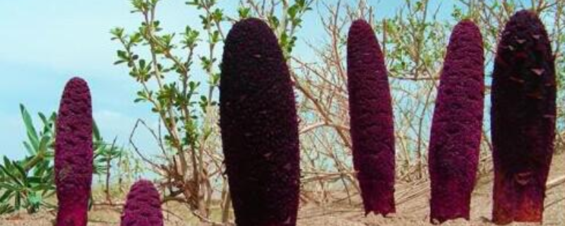 2021锁阳价格多少钱一斤 锁阳价格多少钱一公斤