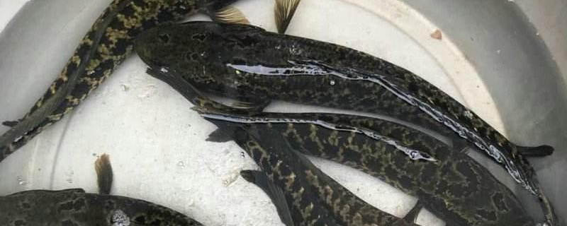 钓黑鱼用什么鱼竿 钓黑鱼用什么鱼竿好