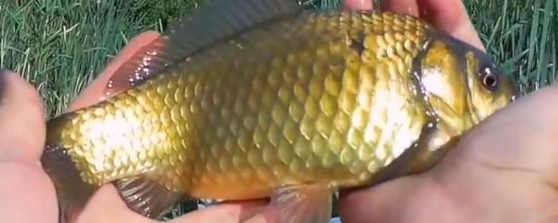 金鲫鱼多大产卵繁殖（金鲫鱼多大才会生卵）