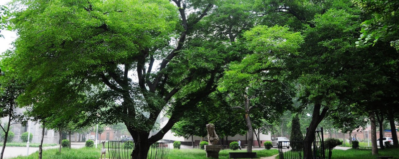 菩提树什么样子,附菩提树主要价值 菩提树的价值