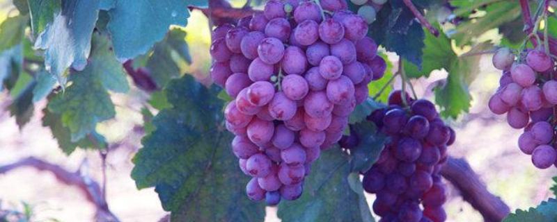 扦插的葡萄需要多长时间才能结果，有什么繁殖方法