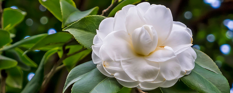 茶花需要多长时间才能结果,主要品种有哪些