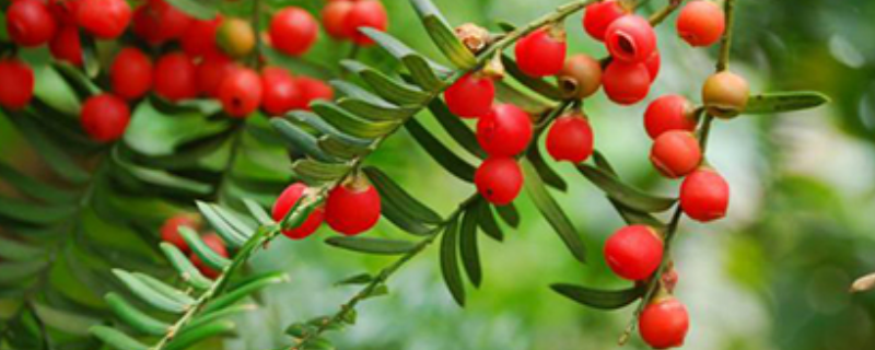 红豆杉要种几年才能结果,如何区分雌雄