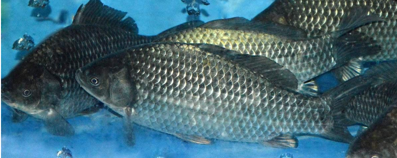 养鲫鱼多久喂一次（养鲫鱼多久喂一次好）