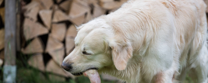 肉狗的养殖前景,附养殖优势和养殖注意