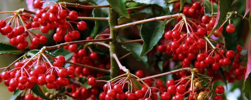 生吃富贵子可以吗，附其繁殖方法（富贵籽繁殖方法）