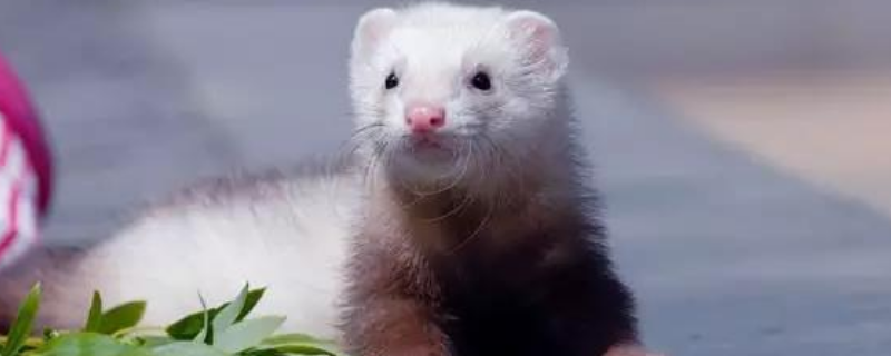 貂是不是国家保护动物，能不能养殖 貂是不是国家保护动物?