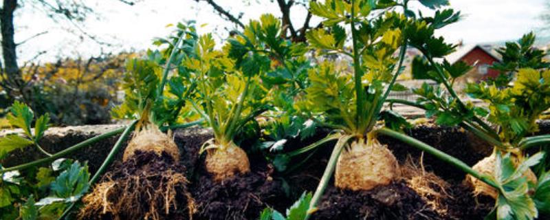 根芹种植技术，一般在春、秋季种植（根芹的种植技术）