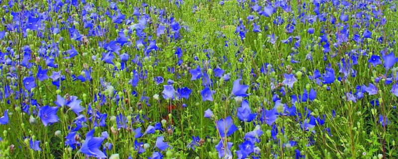 桔梗种植技术，种植前要做发芽试验 桔梗种植的生长条件和环境!