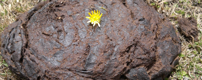 牛粪最简单的腐熟方法,有哪些注意事项