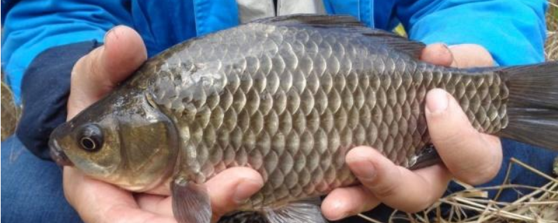 大板鲫为什么叫大板鲫 什么是大板鲫
