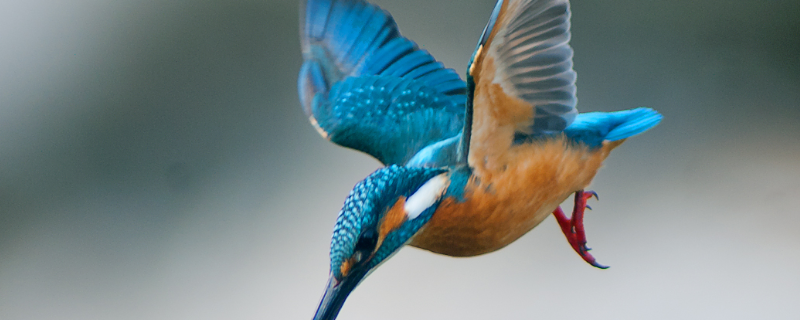 翠鸟爱吃的食物有哪些,是不是国家保护动物