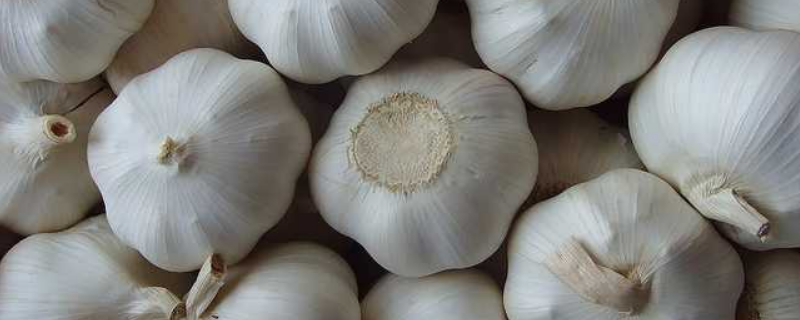 蒜头能否生吃，附种植方法（家里的蒜头可以用来种植吗）