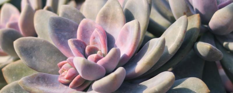 冬美人的养殖方法，附注意事项 冬美人怎么养殖