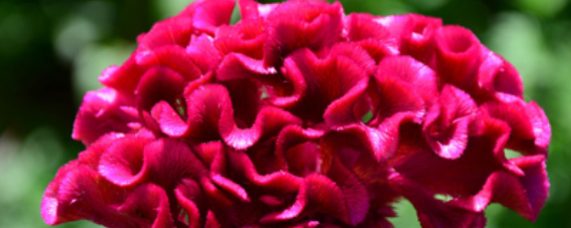 鸡冠花养殖方法，附生长习性（鸡冠花的养殖方法和注意事项）