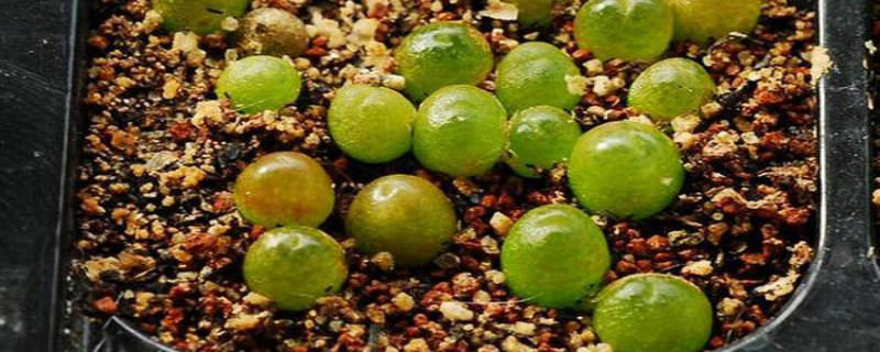 多肉灯泡怎么养 多肉灯泡如何养殖