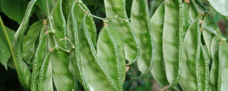 扁豆能否生吃,吃扁豆后中毒怎么办,扁豆有哪些作用