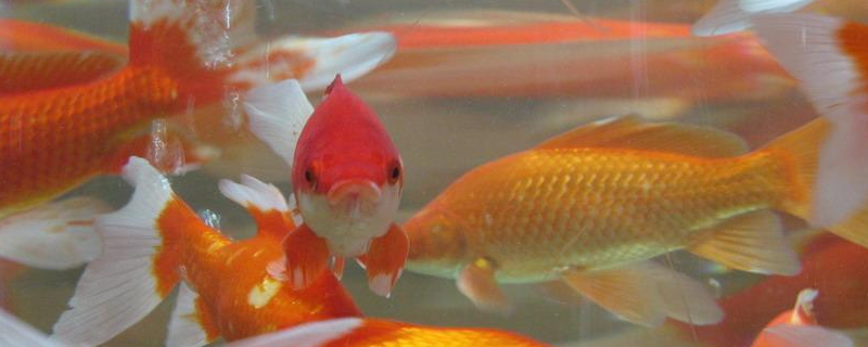 鲫鱼和金鱼有什么区别(鲫鱼跟金鱼有什么区别)