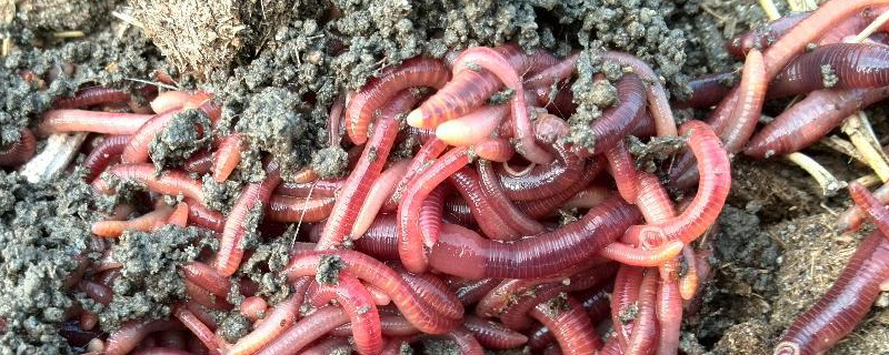 怎样用蚯蚓钓鱼上鱼快（怎样用蚯蚓钓鱼上鱼快钓鲫鱼用什么打窝）