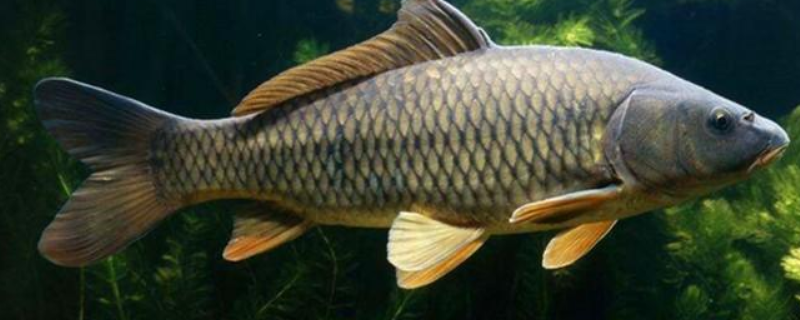 怎样才能钓到大鲤鱼 怎样才能钓到大鲤鱼视频