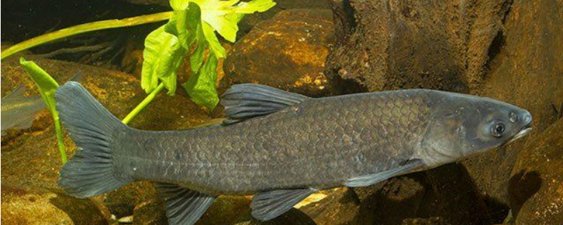 春季钓青鱼技巧大全，详细如下 秋季钓青鱼的六个重要技巧(上